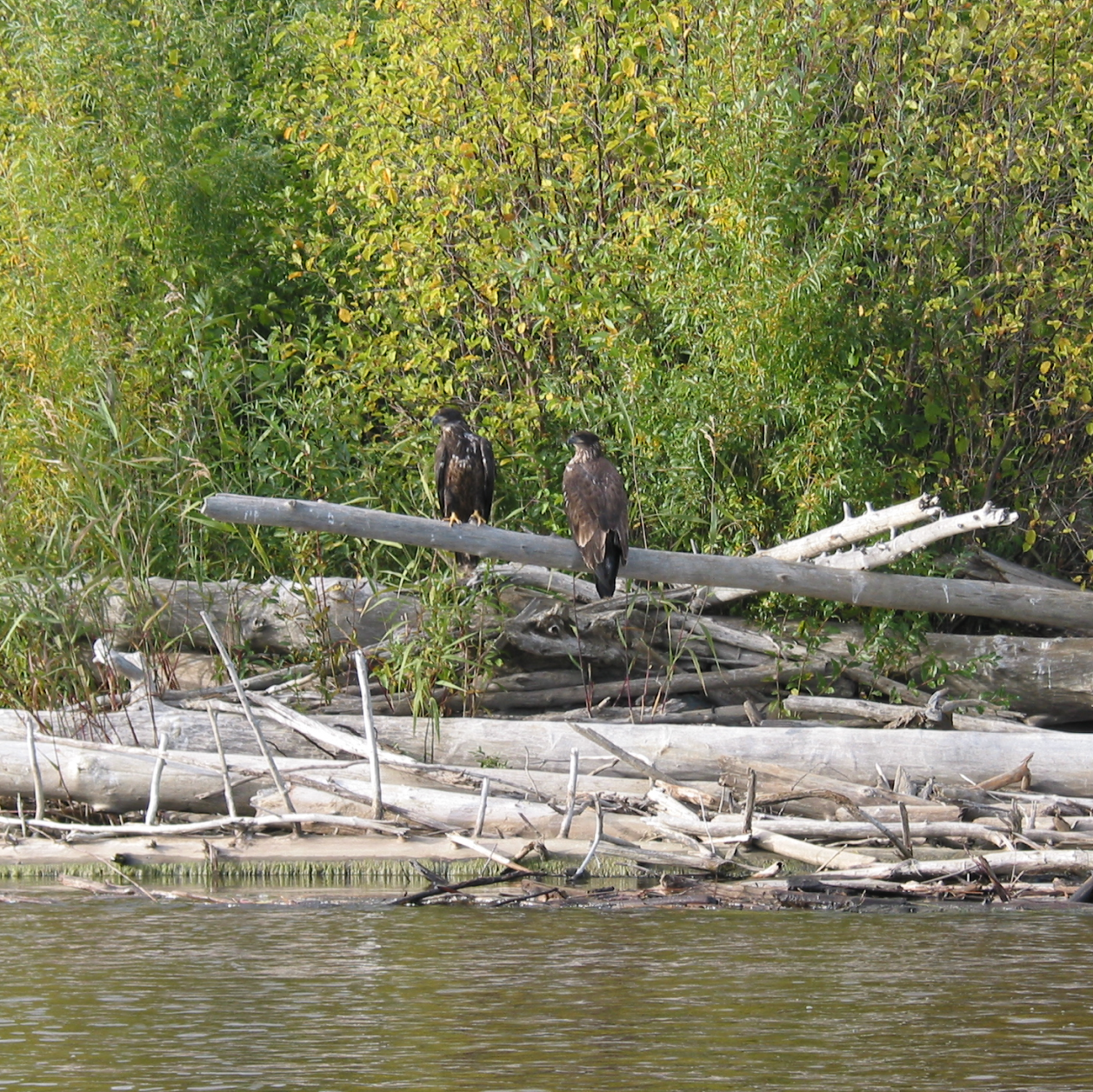 Two eagles perched on a log along the Athabasca River.