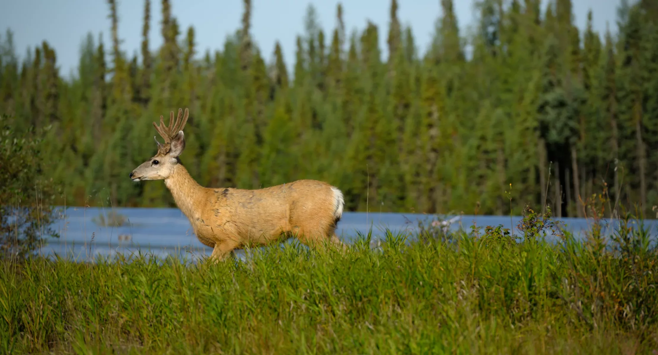 Deer walking in tall grass along a river.