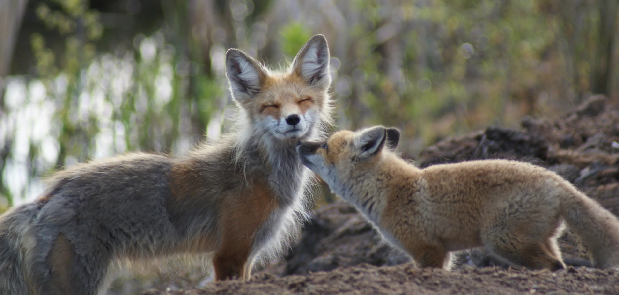 Foxes standing in the woods in front of a log, one nuzzling the other. 