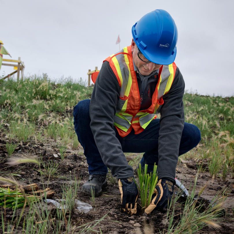 Person in a blue hard hat and reflective vest in a field, planting new trees.